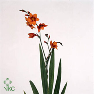 Freshy Crocosmia Emily Mckenzi