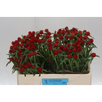 Freshy Gomphrena Gl Strawberry