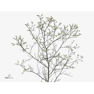 Freshy Limonium Sin Moun Diamond