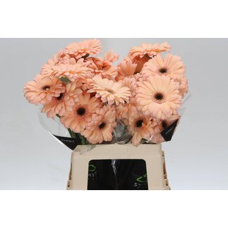 Freshy Gerbera * 65 Cm Laureen X10