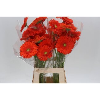Freshy Gerbera * 65 Cm Atlanta X10