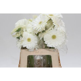 Freshy Gerbera * 65 Cm Abe X10