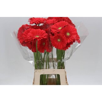 Freshy Gerbera * 65 Cm Treasure X10