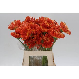 Freshy Gerbera * 65 Cm Di Maggio X10