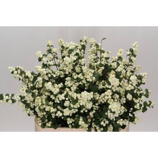 Freshy Symphoricarpos Mag Lemo Lime