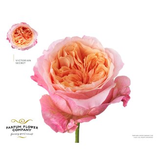 Freshy Rosa Garden Victorian Secret