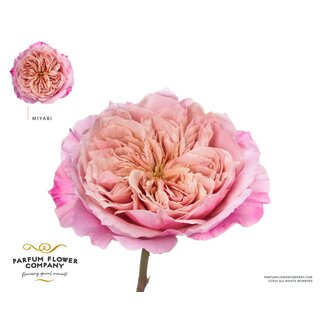 Freshy Rosa Wabara Miyabi