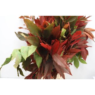 Freshy Castanea Col Mix 250gr (p. bos)
