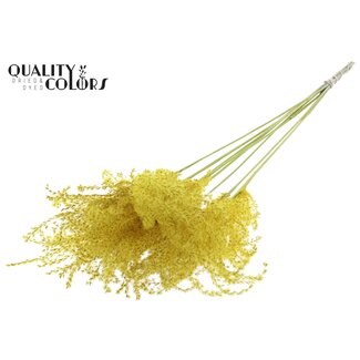 QC Getrocknete Chinaschilfwedel | Farbe: Gelb | Miscanthus-Trockenblumen | Länge ± 70 Zentimeter | 10 Wedel pro Bund | Pro Bund