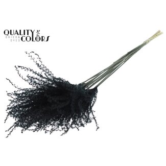QC Getrocknete Chinaschilf-Rispen | Farbe: Schwarz | Miscanthus-Trockenblumen | Länge ± 70 Zentimeter | 10 Rispen pro Bund | Pro Bund