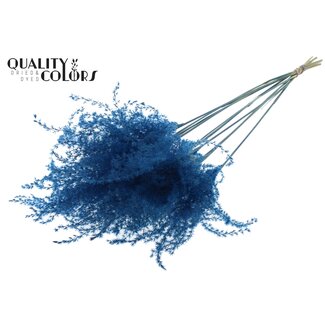 QC Getrocknete Chinaschilf-Rispen | Farbe: Dunkelblau | Miscanthus-Trockenblumen | Länge ± 70 Zentimeter | 10 Rispen pro Bund | Pro Bund