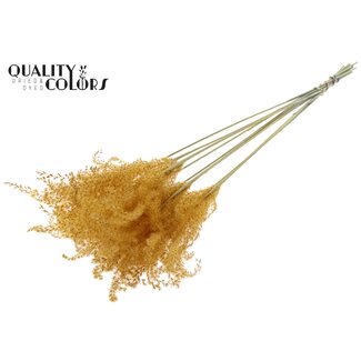 QC Plumes de roseau de Chine séchées | Couleur : Abricot | Fleurs séchées de Miscanthus | Longueur ± 70 centimeter | 10 plumes par bouquet | Par bouquet