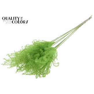 QC Getrocknete Chinaschilf-Rispen | Farbe: Mintgrün | Miscanthus-Trockenblumen | Länge ± 70 centimeter | 10 Rispen pro Bund | Pro Bund