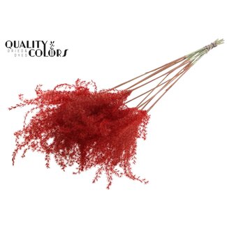 QC Getrocknete Chinaschilfwedel | Farbe: Rot | Miscanthus-Trockenblumen | Länge ± 70 Zentimeter | 10 Wedel pro Bund | Pro Bund