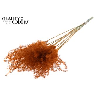 QC Getrocknete Chinaschilf-Rispen | Farbe: Terracotta | Miscanthus-Trockenblumen | Länge ± 70 Zentimeter | 10 Rispen pro Bund | Pro Bund