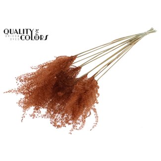 QC Plumes de roseau séchées | Couleur : Marron | Fleurs séchées de Miscanthus | Longueur ± 70 centimètres | 10 plumes par bouquet | Par bouquet