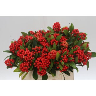 Freshy Skimmia Red