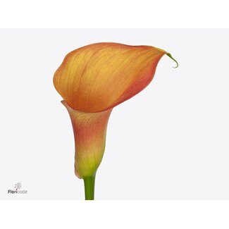 Freshy Zantedeschia Orange Pride