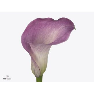 Freshy Zantedeschia Denver