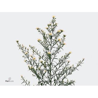 Freshy Aster Paquita