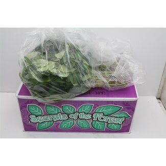 Freshy Salal Tips 5 Bos in hoes