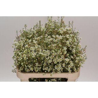 Freshy Chamelaucium Un Ivory Pearl