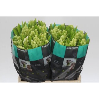 Freshy Hyacinth Polar Giant