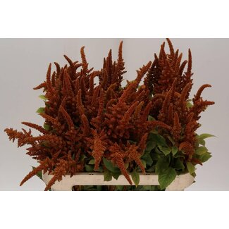 Freshy Amaranthus Cr Hot Biscuit