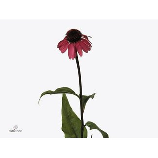 Freshy Echinacea Purpurea
