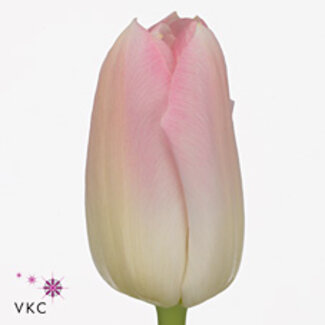 Freshy Tulp enkel Dynasty