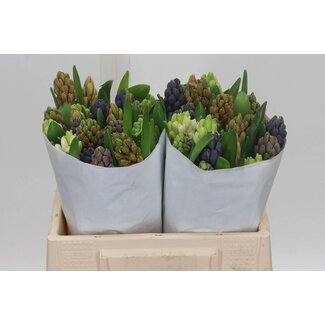 Freshy Hyacinth Gemengd 5 Kleuren