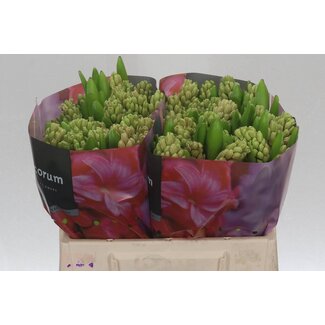 Freshy Hyacinth Fondant