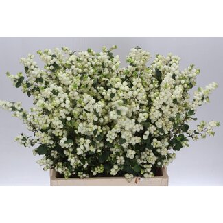 Freshy Symphoricarpos Mag Lemo Lime Bio