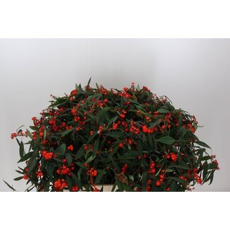 Freshy Euphorbia F T Red Surprise