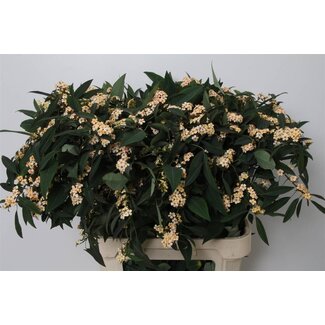Freshy Euphorbia F T Salmonette