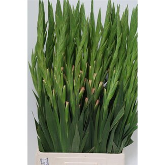 Freshy Gladiolus groot Careless