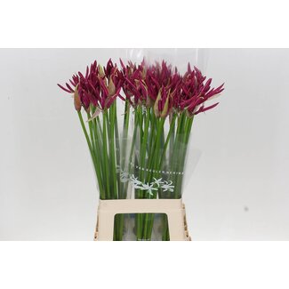 Freshy Nerine Bo Mister Nick