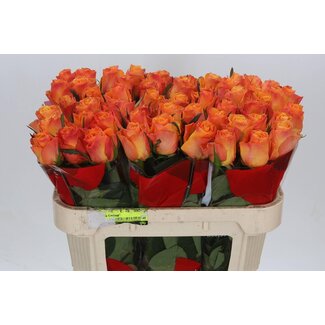 Freshy Rosa Suncatcher