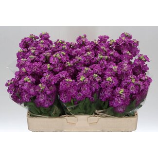 Freshy Violier Stox Deep Rose