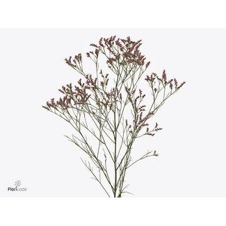 Freshy Limonium Sin Senecio Pink Beauty
