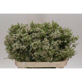 Freshy Chamelaucium Kiara