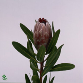 Freshy Protea Pink Ice