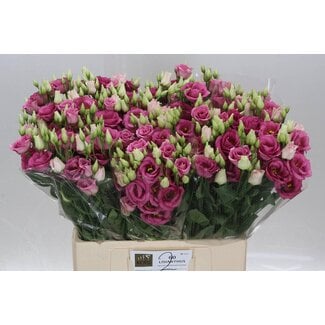 Freshy Eustoma Gevuld Rosi Rose Pink