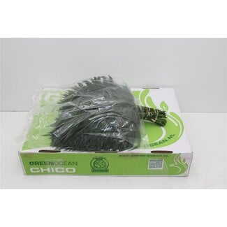 Freshy Chico Jumbo (p. bos)