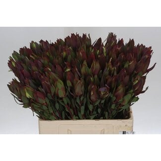 Freshy Leucadendron Senorita 60cm