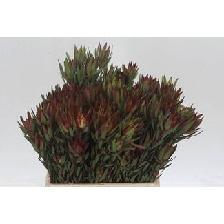 Freshy Leucadendron Sal Blush