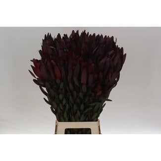 Freshy Leucadendron Saf Sunset 80cm