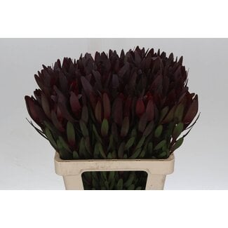 Freshy Leucadendron Saf Sunset 60cm