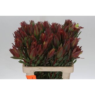 Freshy Leucadendron High Light 60cm