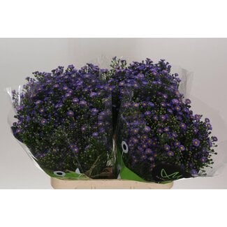 Freshy Aster Teeny Tiny Blue